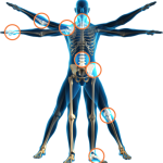 body_skeleton