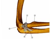 low cost ligament surgery India, ligament surgery benefits India, ligament definition