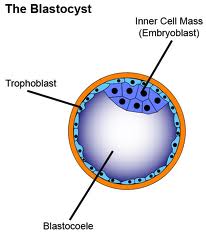 Stem Cell Therapy in India