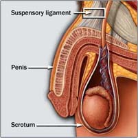 Phalloplasty Surgery in India