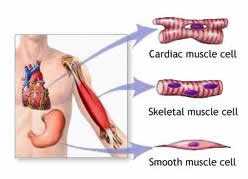 Stem Cell Therapy in India