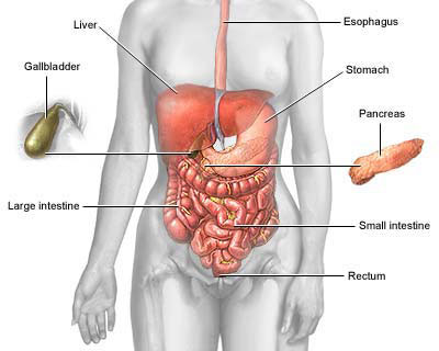 The esophagus, stomach, large and small intestine, aided by the liver ...