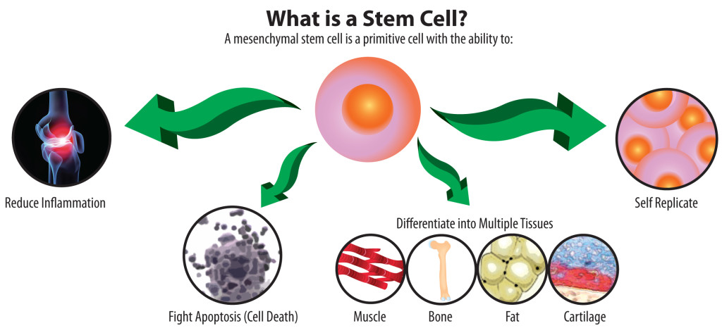 What is Stem Cell Therapy? What is Stem Cell Therapy