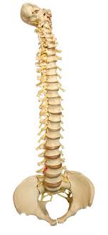 Spine and Neurosurgery