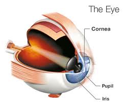 Cornea Transplant
